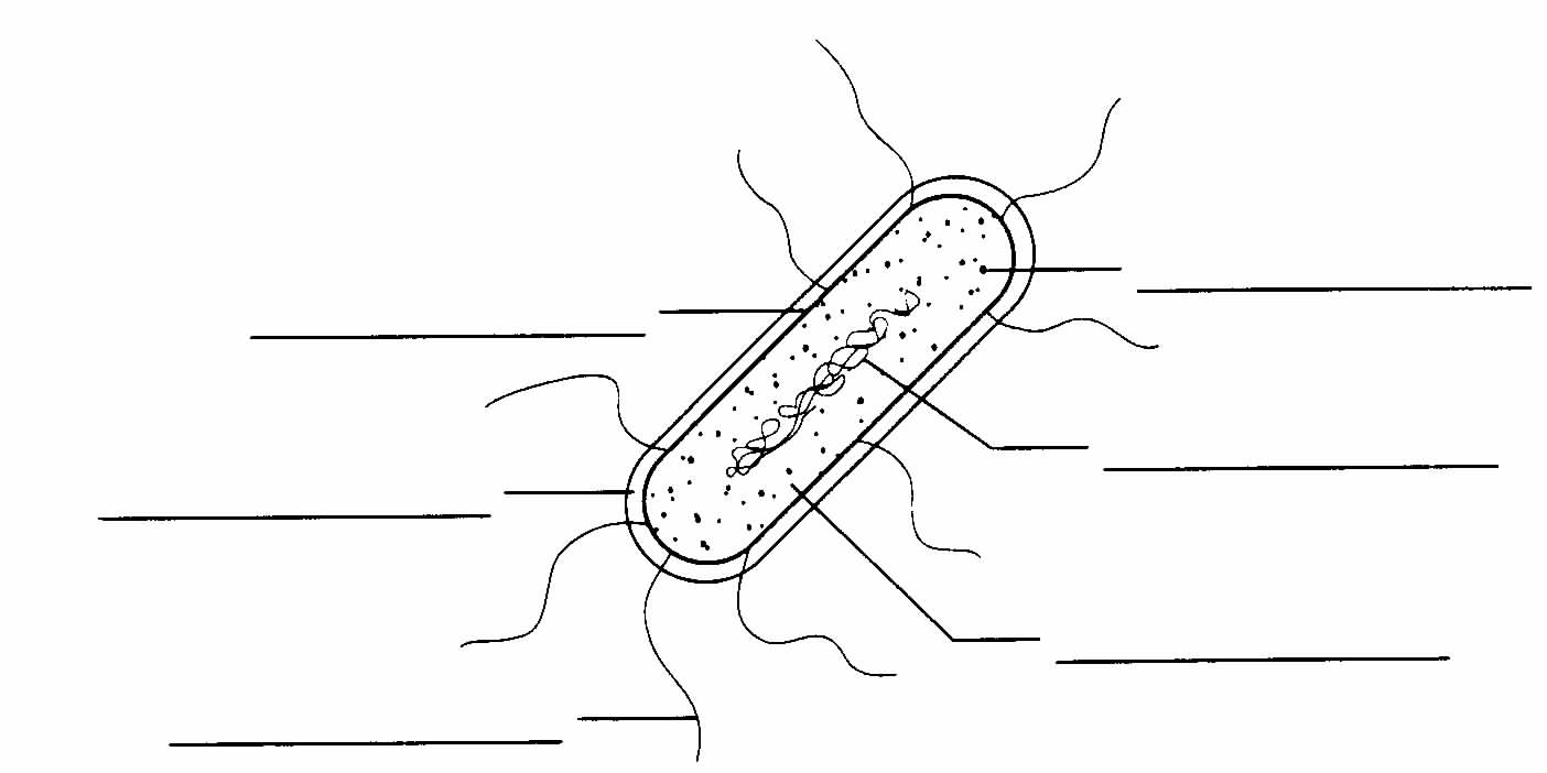 Prokaryote Coloring Answers Coloring Pages